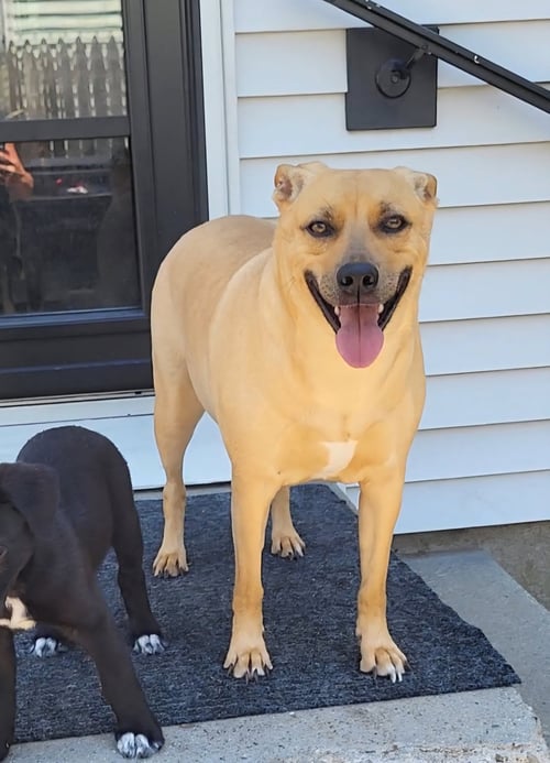 LAYNE LOUISE - German Shepherd Dog / Beagle available for adoption