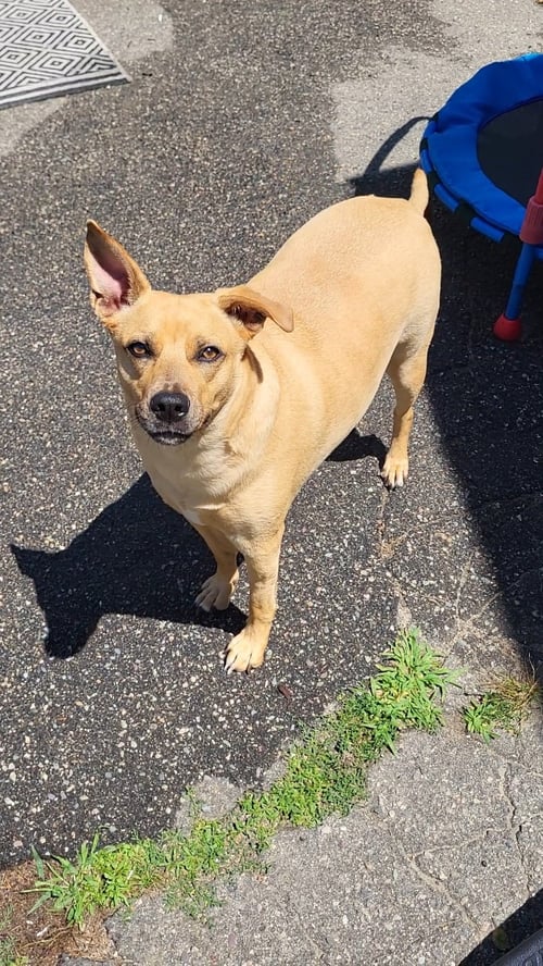 LAYNE LOUISE - German Shepherd Dog / Beagle available for adoption