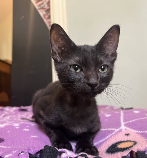 CRICKET C WEAVER - Domestic Short Hair available for adoption
