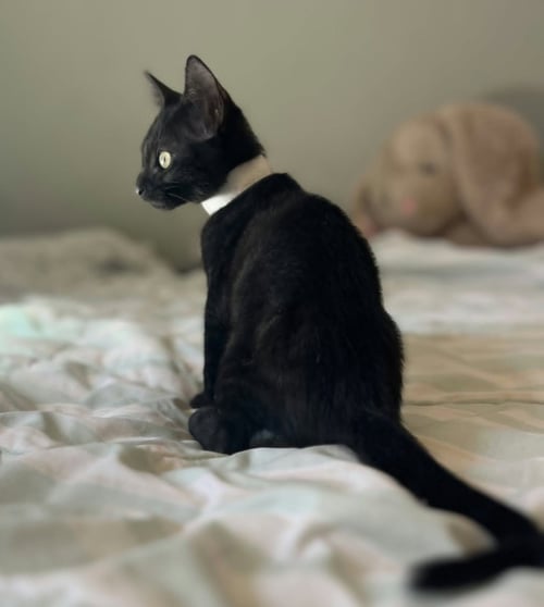 CRICKET C WEAVER - Domestic Short Hair available for adoption