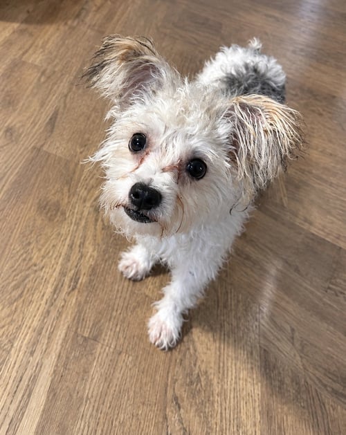 SAWYER MOORE - Yorkshire Terrier Yorkie / Poodle (unknown type) available for adoption