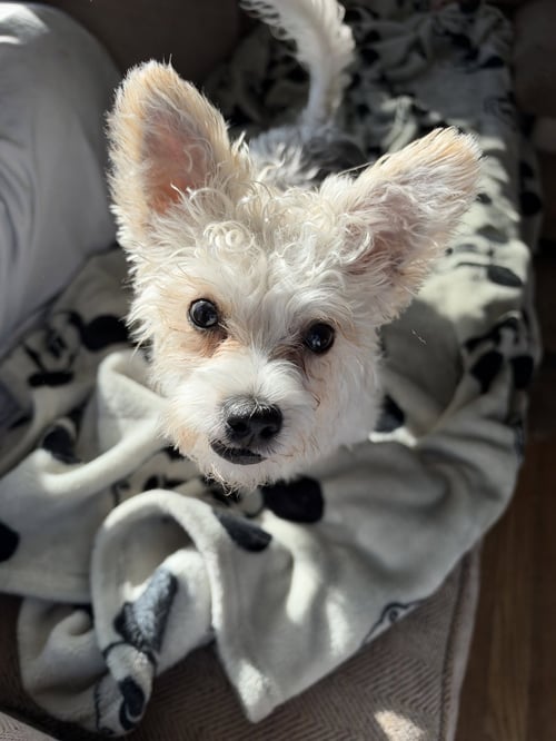 SAWYER MOORE - Yorkshire Terrier Yorkie / Poodle (unknown type) available for adoption