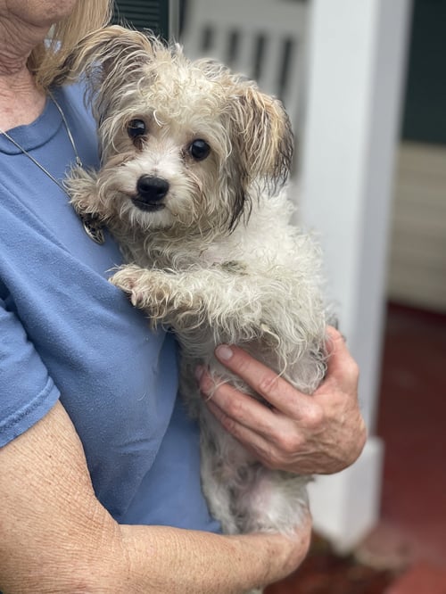 SAWYER MOORE - Yorkshire Terrier Yorkie / Poodle (unknown type) available for adoption