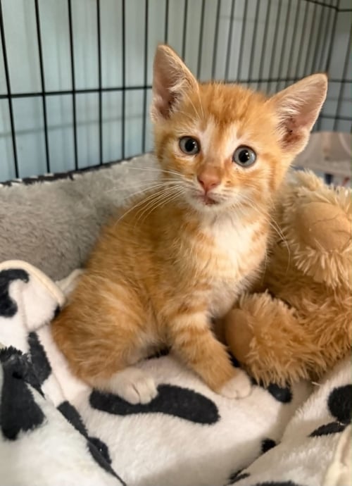 BLUEY C GRACE - Domestic Short Hair available for adoption
