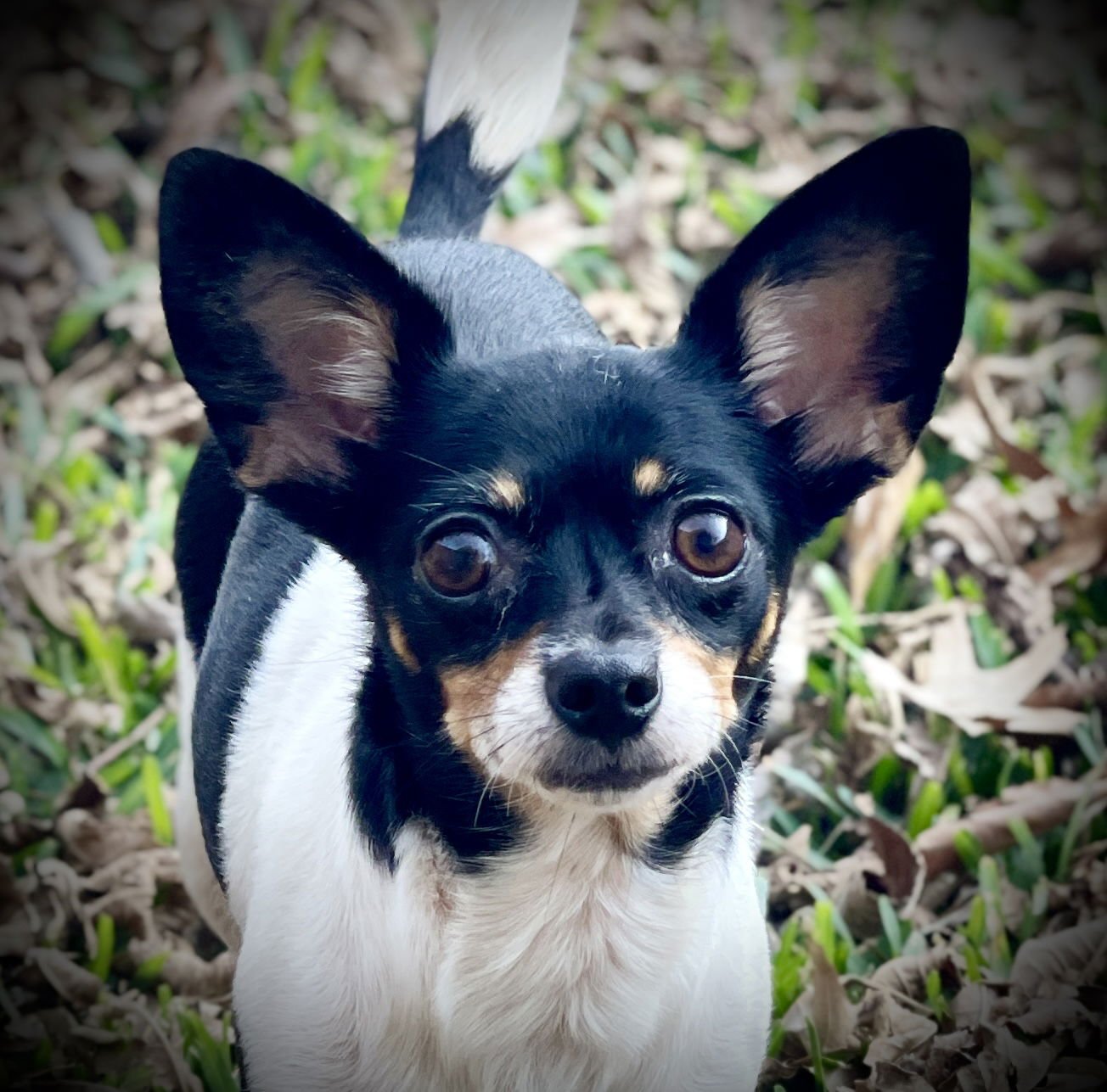 SADIE GATLIN - Chihuahua available for adoption