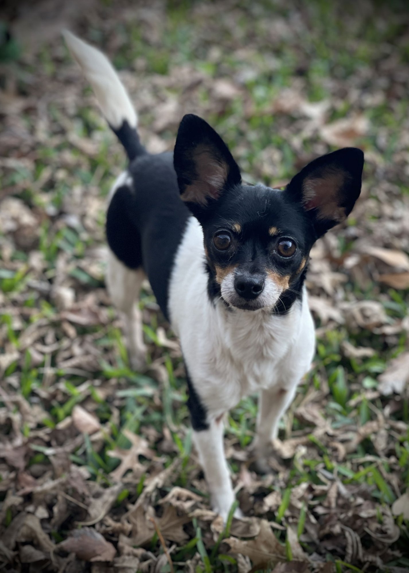 SADIE GATLIN - Chihuahua available for adoption