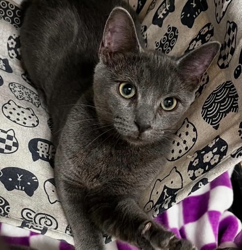 EEVEE C BELL - Domestic Short Hair available for adoption