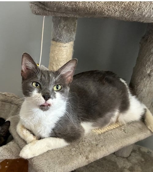 MILLIE C HILL - Domestic Medium Hair available for adoption