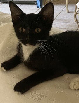 LOKI C INGRAM - Domestic Short Hair available for adoption