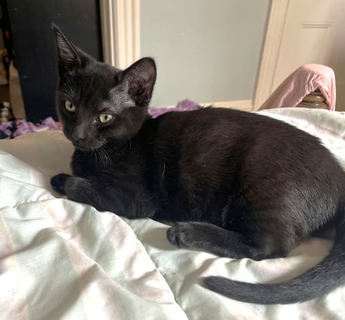 RAVEN C WEAVER - Domestic Short Hair available for adoption
