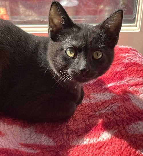 RAVEN C WEAVER - Domestic Short Hair available for adoption