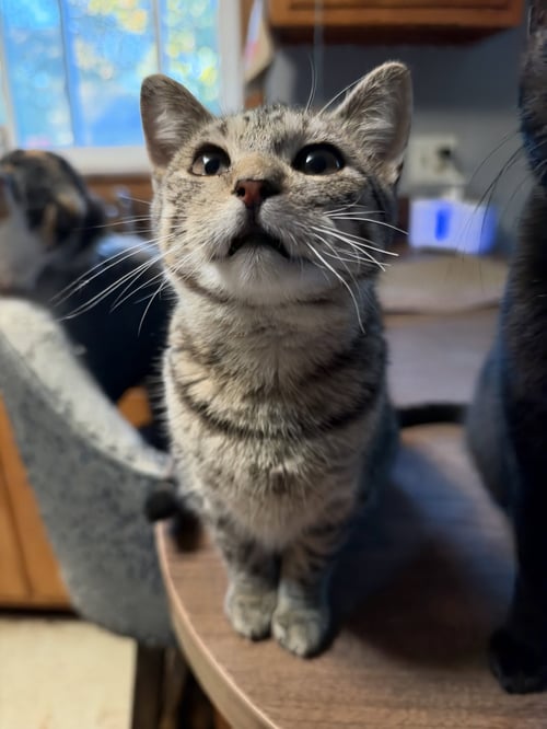 EUGENE C BELL - Tabby available for adoption