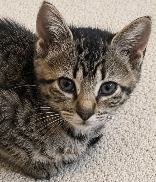 EUGENE C BELL - Tabby available for adoption