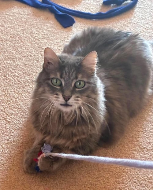 PATTY CAKE C NORRIS - Domestic Long Hair for adoption in Warwick