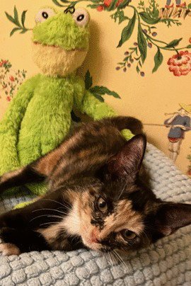 CHANNING C INGRAM - Tortoiseshell available for adoption