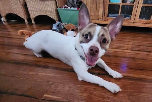 OBI WAN - Chihuahua available for adoption