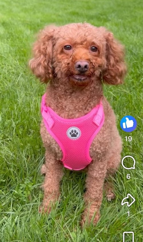 BELLA OS MANTON
