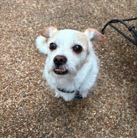 Gizmo Clark - Photo 2