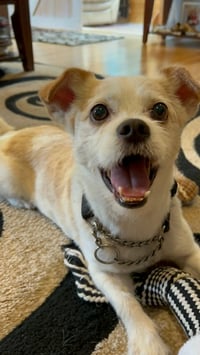 Gizmo Clark - Photo 6