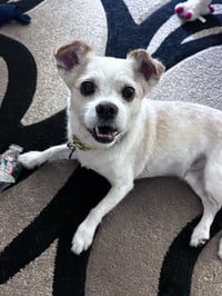 Gizmo Clark - Photo 1