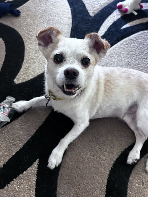 GIZMO CLARK - Shih Tzu available for adoption