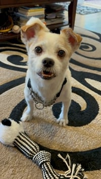 Gizmo Clark - Photo 5