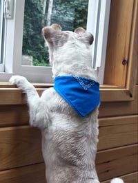 Gizmo Clark - Photo 8