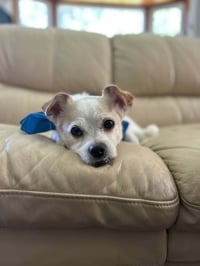 Gizmo Clark - Photo 7