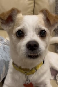 Gizmo Clark - Photo 4