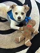 GIZMO CLARK - Shih Tzu available for adoption