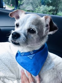 Gizmo Clark - Photo 3