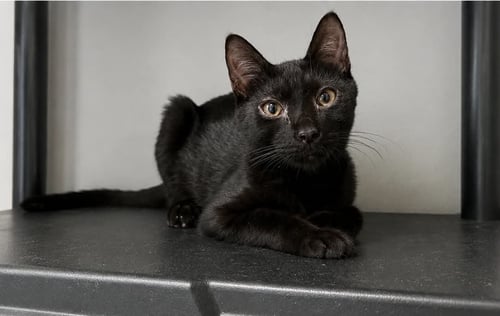 SPRITE C GRACE - Domestic Short Hair available for adoption