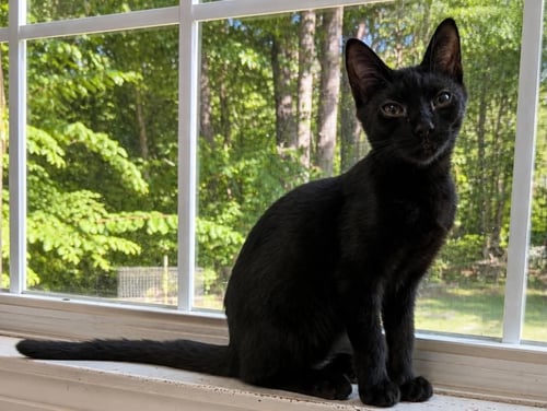 SPRITE C GRACE - Domestic Short Hair available for adoption