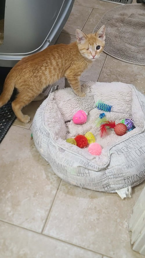 BARRETT C SEAGO - Tabby available for adoption