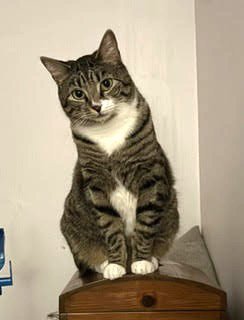SCOOBY DOO C BELL - Tabby available for adoption