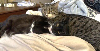 SCOOBY DOO C BELL - Tabby available for adoption
