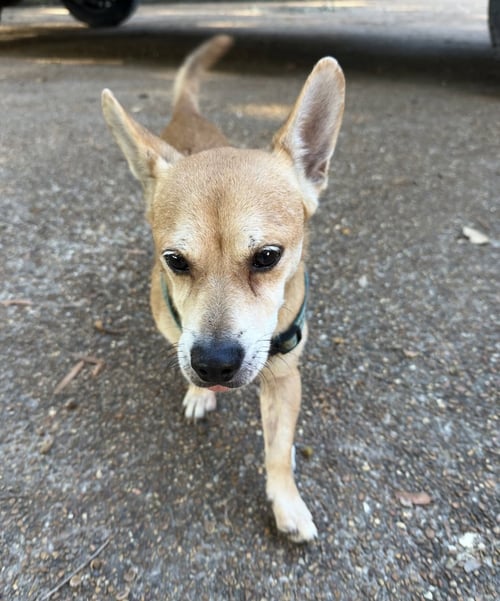 PACO WEAVER - Chihuahua available for adoption