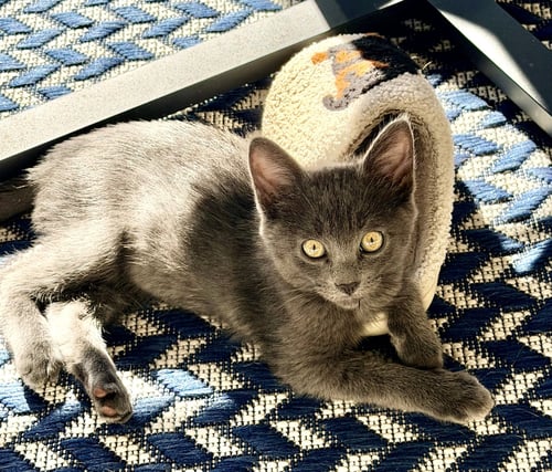 SKY C INGRAM - Domestic Short Hair available for adoption