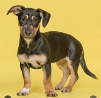 Lil Dipper aka Leo - Photo 9