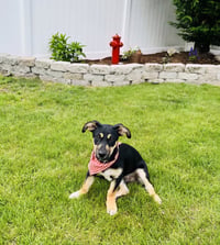Lil Dipper aka Leo - Photo 8