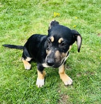 Lil Dipper aka Leo - Photo 10