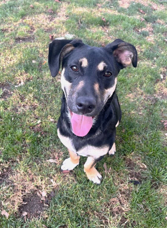 Lil Dipper aka Leo Image