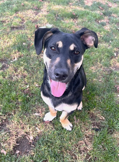 LIL DIPPER AKA LEO - Dachshund / Hound available for adoption