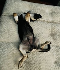 Lil Dipper aka Leo - Photo 6