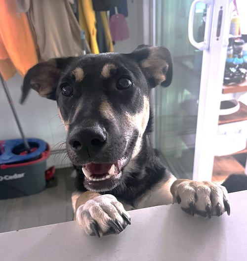 LIL DIPPER AKA LEO - Dachshund / Hound available for adoption