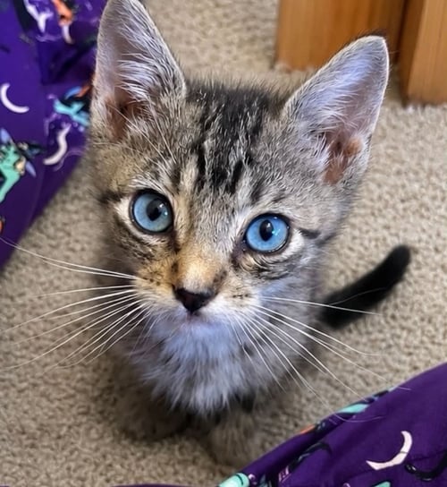 WALTER C BELL - Tabby available for adoption