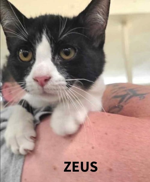 ZEUS C HARRELL - Domestic Short Hair available for adoption
