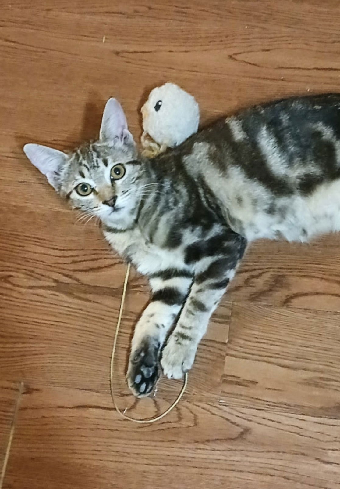 CHLOE C INGRAM - Tabby available for adoption