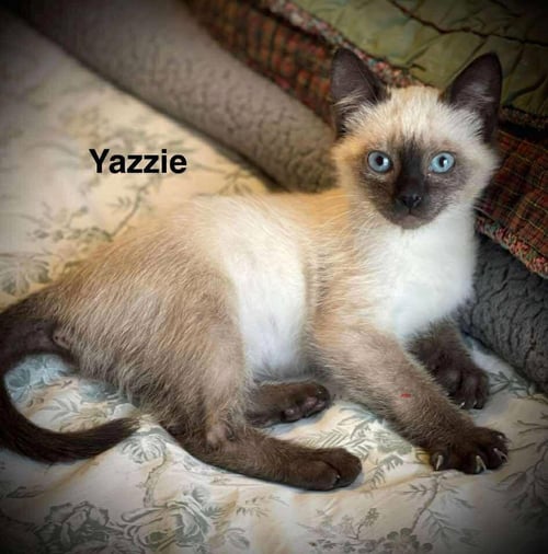 YAZZIE C GATLIN