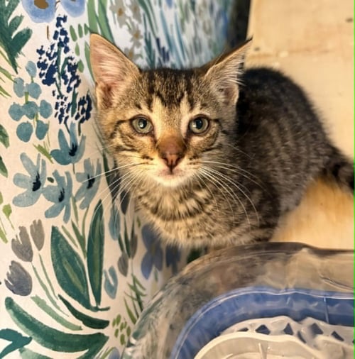 FINNICK C GRACE - Tabby for adoption in Cranston